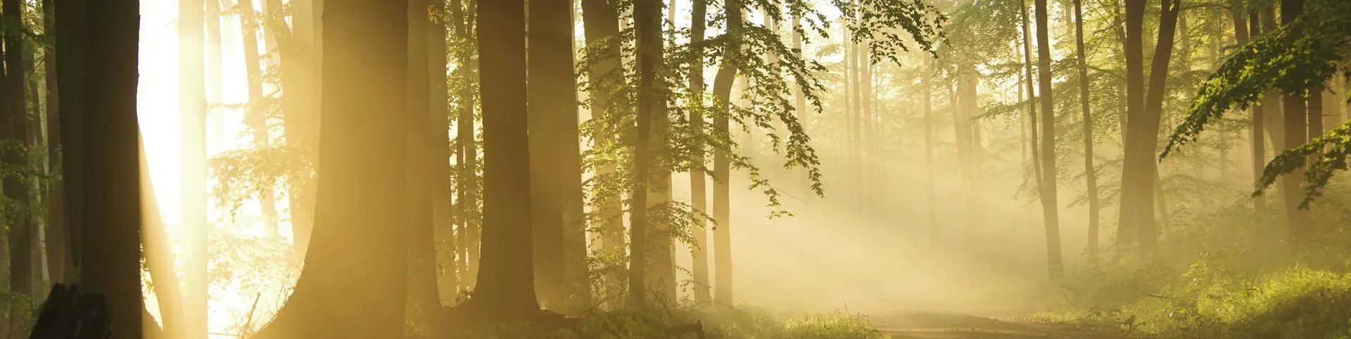 Warm sunlight through a peaceful forest path